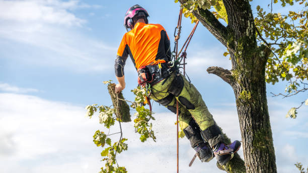 Tree Surgery Preston